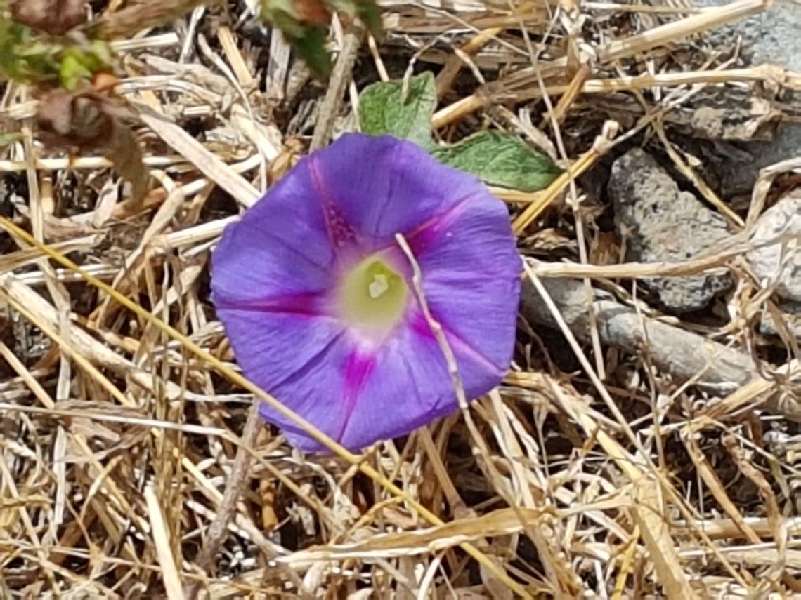 Purple Morning Glory This flower was on the ground and I took a picture of it Common Morning Glory,Geotagged,Ipomoea purpurea,Mexico,Winter