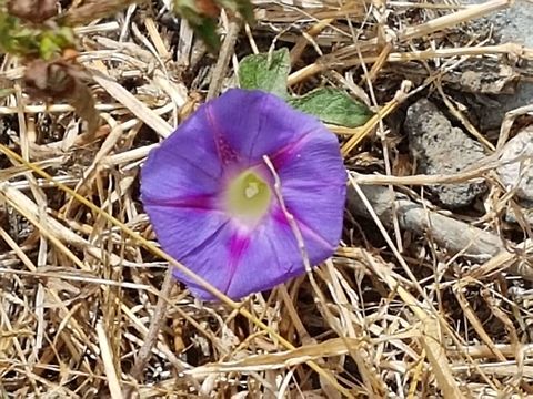 Purple Morning Glory This flower was on the ground and I took a picture of it Common Morning Glory,Geotagged,Ipomoea purpurea,Mexico,Winter