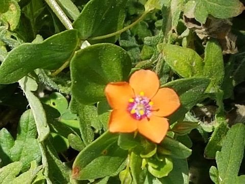 Little Orange Flower Some little flowers are as beuriful like this one Anagallis arvensis,Geotagged,Mexico,Scarlet pimpernel,Winter