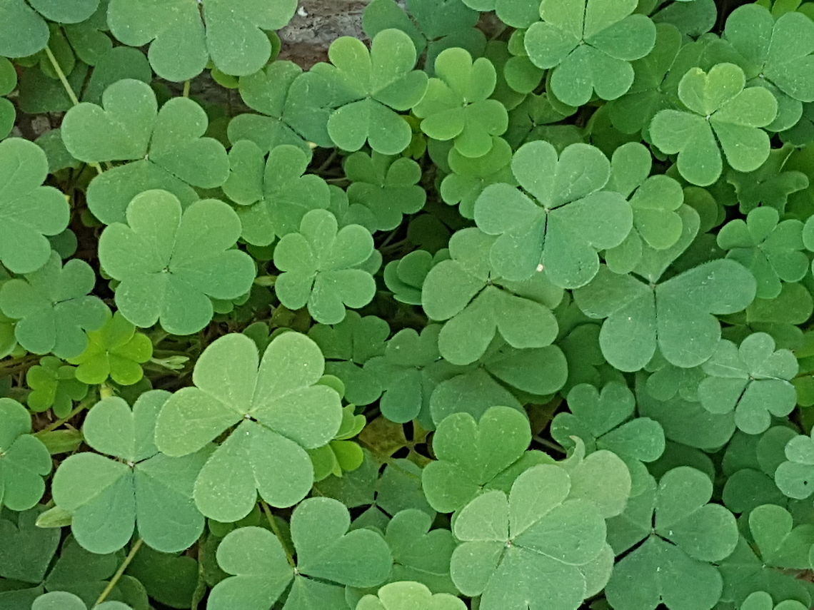 Wood Sorrel Walking on the street from San Jose Cuaro, I have found them Common wood sorrel,Geotagged,Mexico,Oxalis acetosella,Winter
