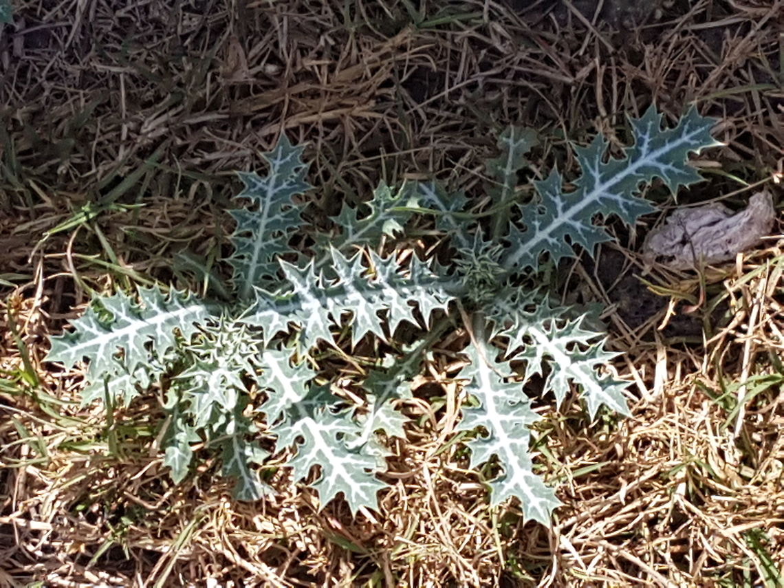 Thorny Plant Is saw this plant while walking on the street Argemone mexicana,Geotagged,Mexico,Winter,mexicana