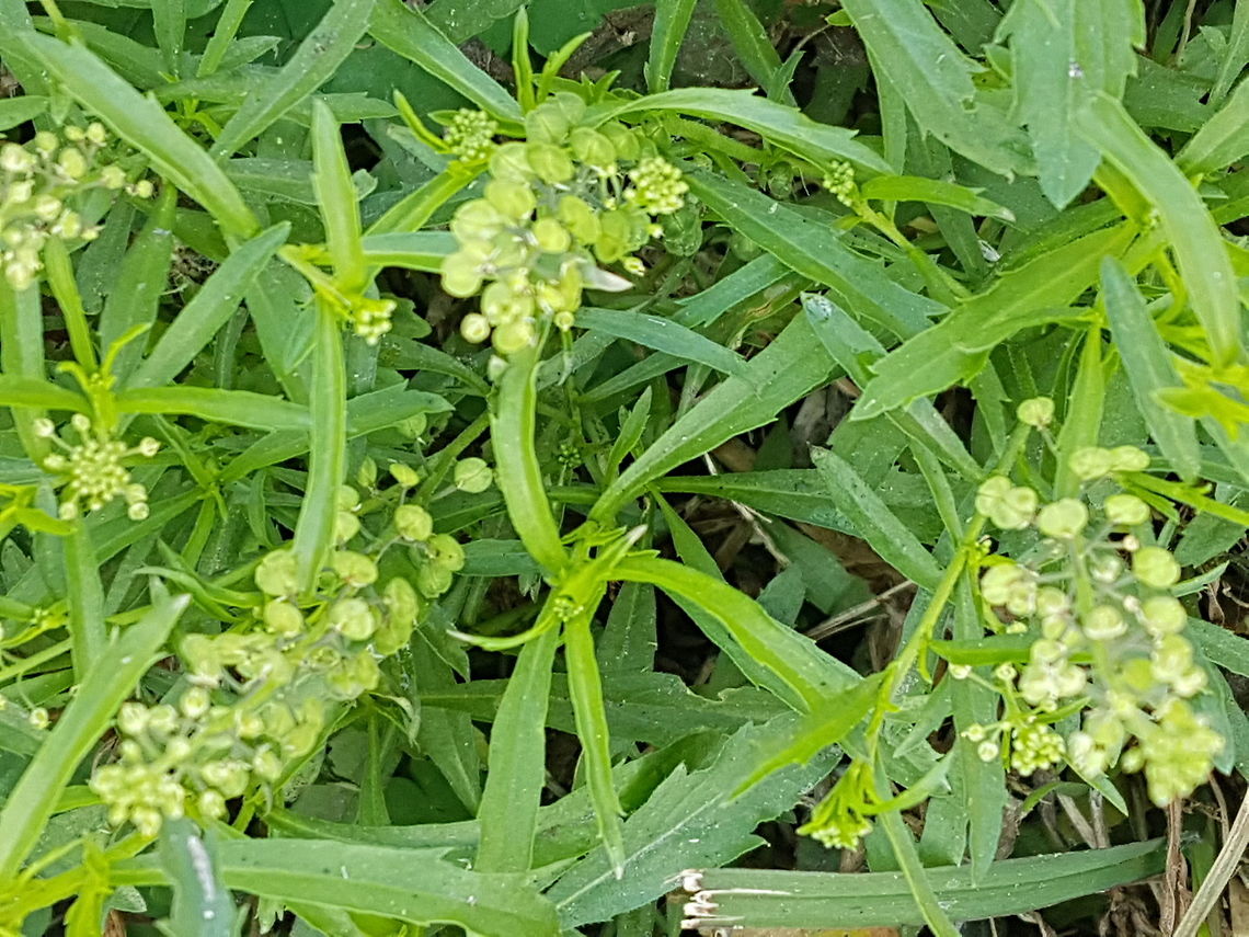 Wild Lentil (Lentejilla Silvestre) Theese little plants are known as Wild Lentil Geotagged,Mexico,Winter