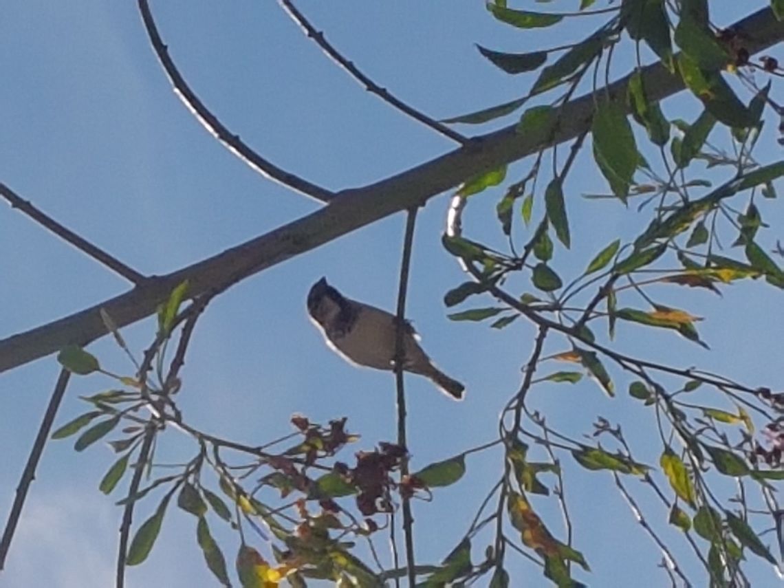 Birdy Them are all over the town at the streets Geotagged,House sparrow,Mexico,Passer domesticus,Winter