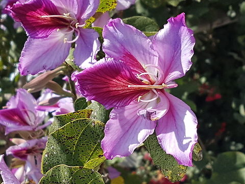 Orchid Tree There are some trees of theese Bauhinia variegata,Geotagged,Mexico,Orchid tree,Winter