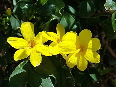 Three yellow flowers on a tree There was a tree with theese beautiful flowers on the street Geotagged,Mexico,Winter