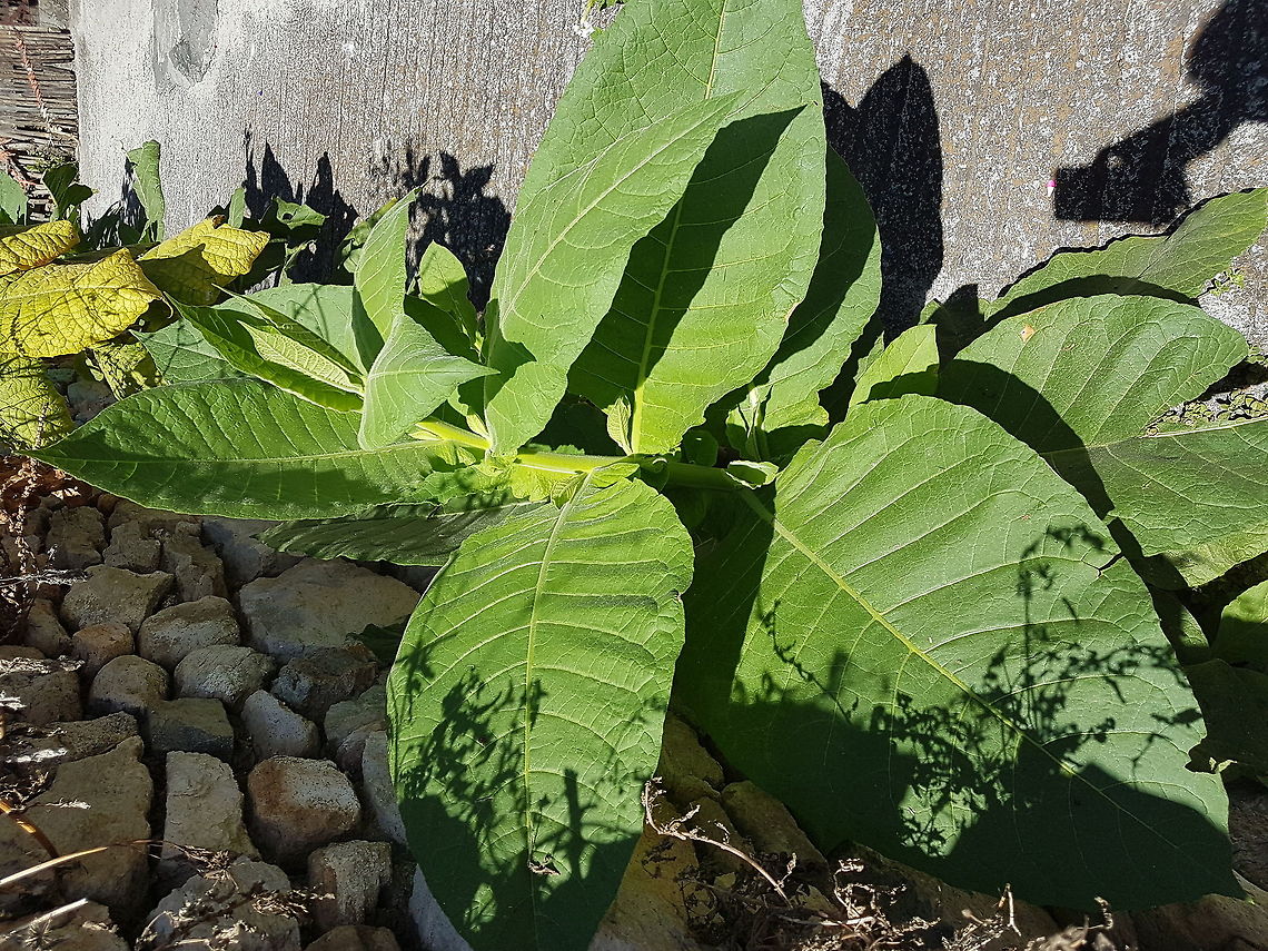 Looks like tobacco leafs Its on a sidewalk from San Jose Cuaro&#039;s town Geotagged,Mexico,Winter