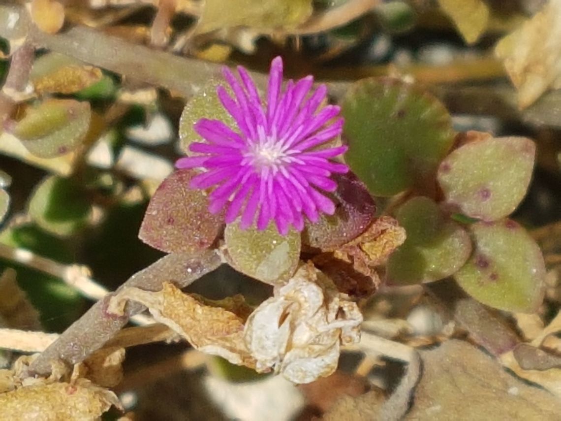 Violet Flower and Dry Seeds Will investigate its name on theese days Geotagged,Mexico,Winter