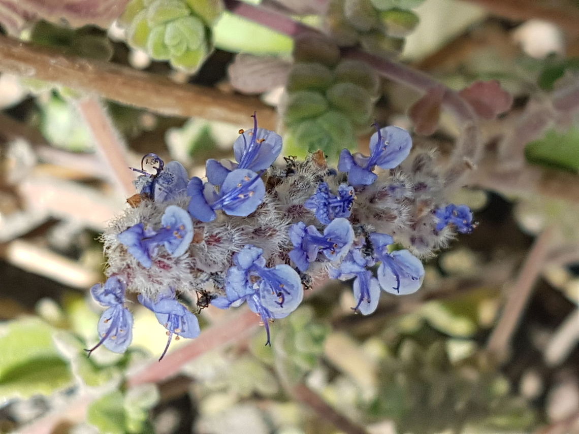 Looks like lavanda Will see if I could get its name Geotagged,Mexico,Winter