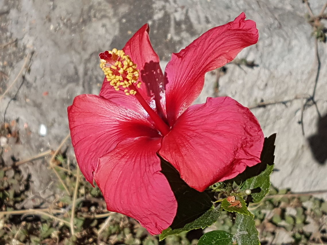 Red Obelisk This is a beautiful flower that reminds the beach and Hawaii Geotagged,Mexico,Winter