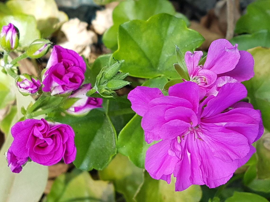 Violet Petunia Flowers There are very popular on high places of Mexico Geotagged,Mexico,Winter