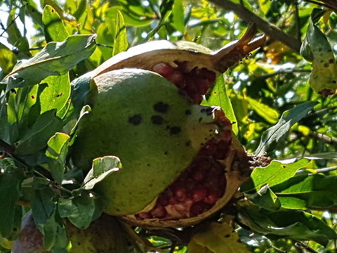 Sweet Pomegranate You can make sweet punch and chiles from Puebla Geotagged,Mexico,Pomegranate,Punica granatum,Winter
