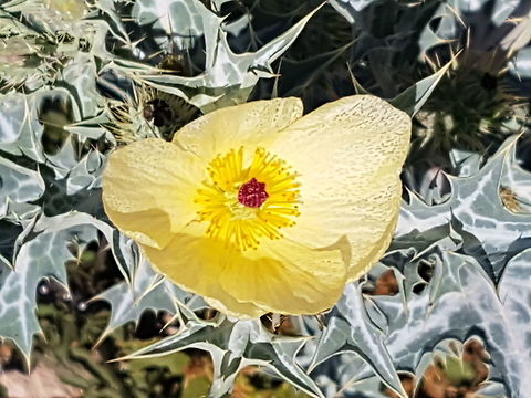 Flower from Thorny Plant They look preaty Argemone mexicana,Geotagged,Mexico,Winter,mexicana