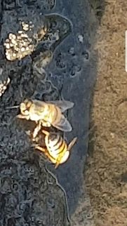 Bees Drinking Water On the picnic day, there was a place with bees drinking water Apis mellifera,Geotagged,Lasioglossum calceatum,Mexico,Western honey bee