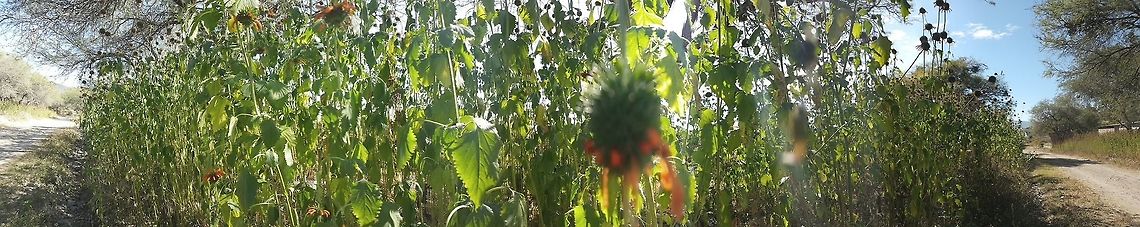 Klip Daggas Panoramic On a walk from a dust road Geotagged,Leonotis nepetifolia,Mexico