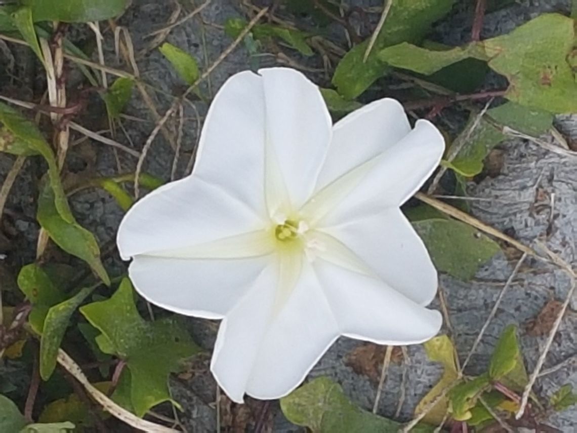 White Flower Walking on Huandacateo&#039;s town, I found this flower Coleosporium ipomoeae,Geotagged,Ipomoea alba,Ipomoea cairica,Ipomoea hederacea,Ivy-leaved morning glory,Mexico,Mile-a-Minute vine,Winter
