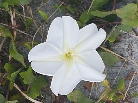 White Flower Walking on Huandacateo's town, I found this flower Coleosporium ipomoeae,Geotagged,Ipomoea alba,Ipomoea cairica,Ipomoea hederacea,Ivy-leaved morning glory,Mexico,Mile-a-Minute vine,Winter