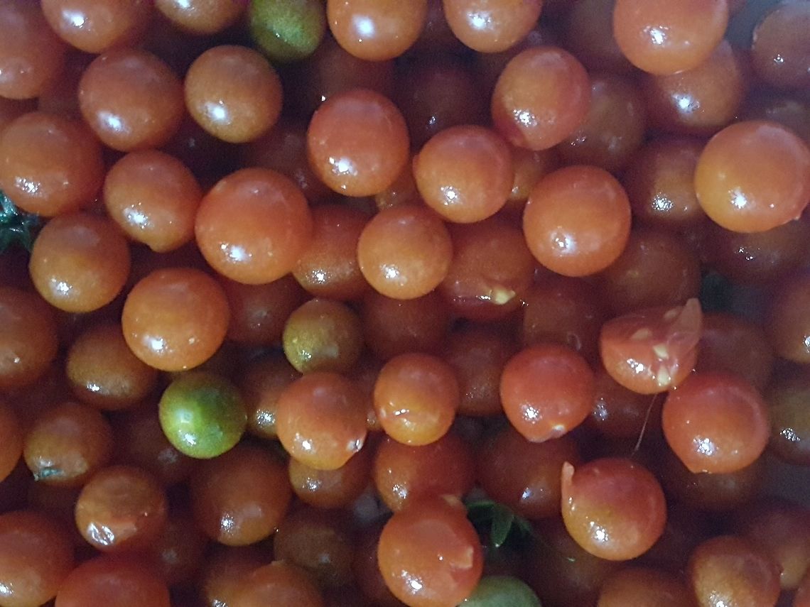 Chaltomates Mini wild tomatoes, they taste wonderful Geotagged,Mexico,Solanum lycopersicum,Tomato,Winter
