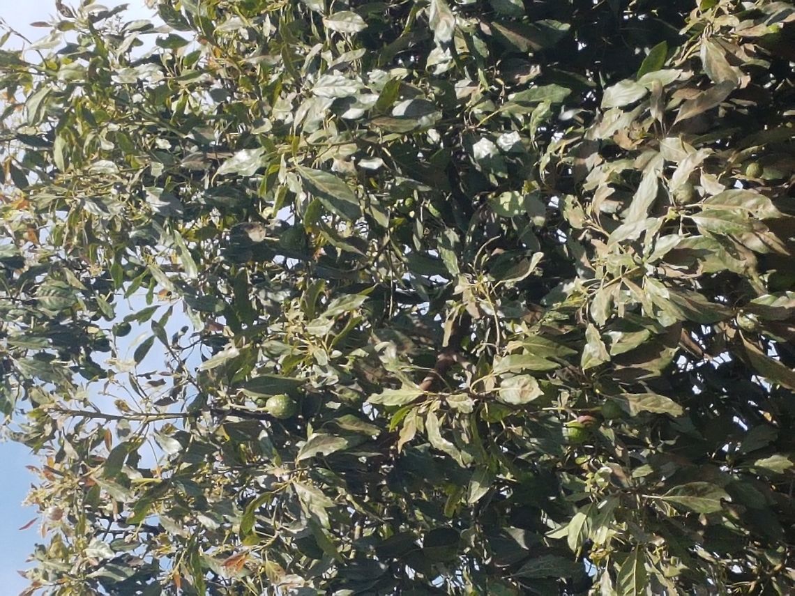 Avocado Tree There were a lot of avocados trees Avocado,Geotagged,Mexico,Persea americana,Winter