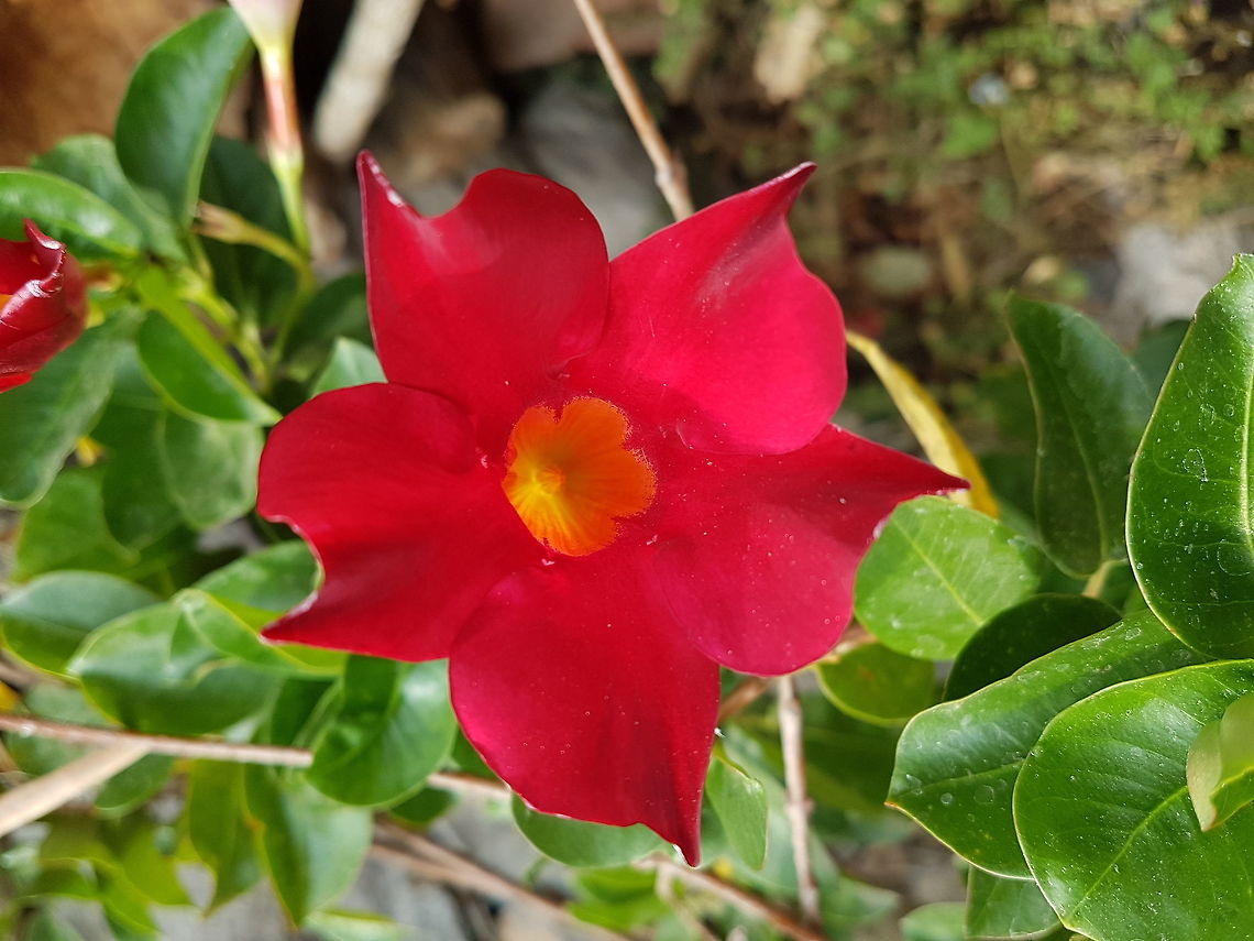 Mandevilla Sanderi It's on my parents in law home Geotagged,Mandevilla Sanderi,Mandevilla sanderi,Mexico,Spring