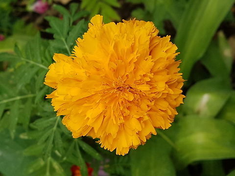 Cempazuchitl My mother in law loves plants and she have a lot Geotagged,Mexican marigold,Mexico,Spring,Tagetes erecta