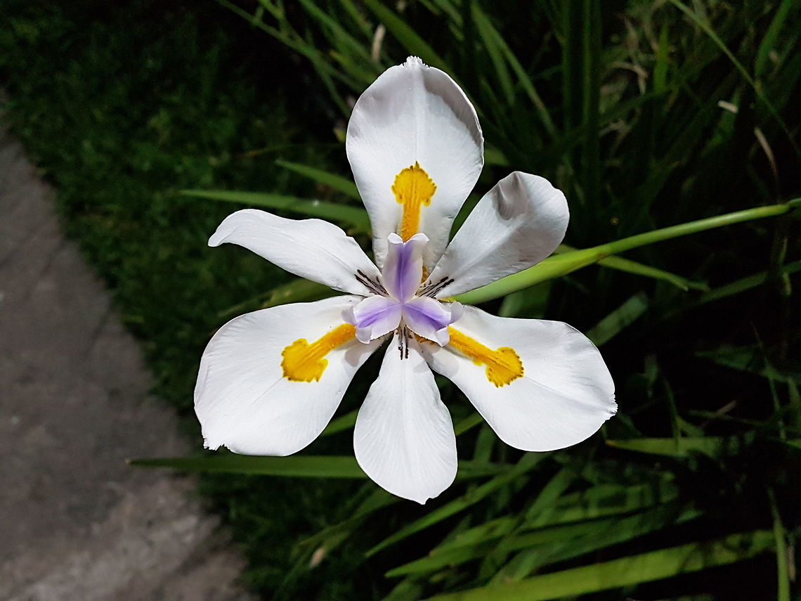 Iris Found at Huandacareo Down Town Dietes grandiflora,Geotagged,Mexico,Winter