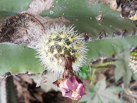 Pitaya They are so sweer Geotagged,Mexico,Spring,Stenocereus queretaroensis