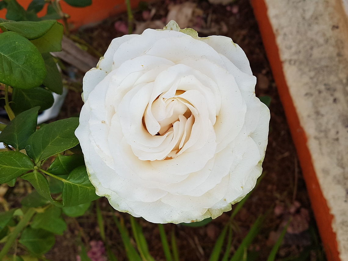 White Rose It was on a Church garden Geotagged,Mexico,Rosa chinensis,Spring
