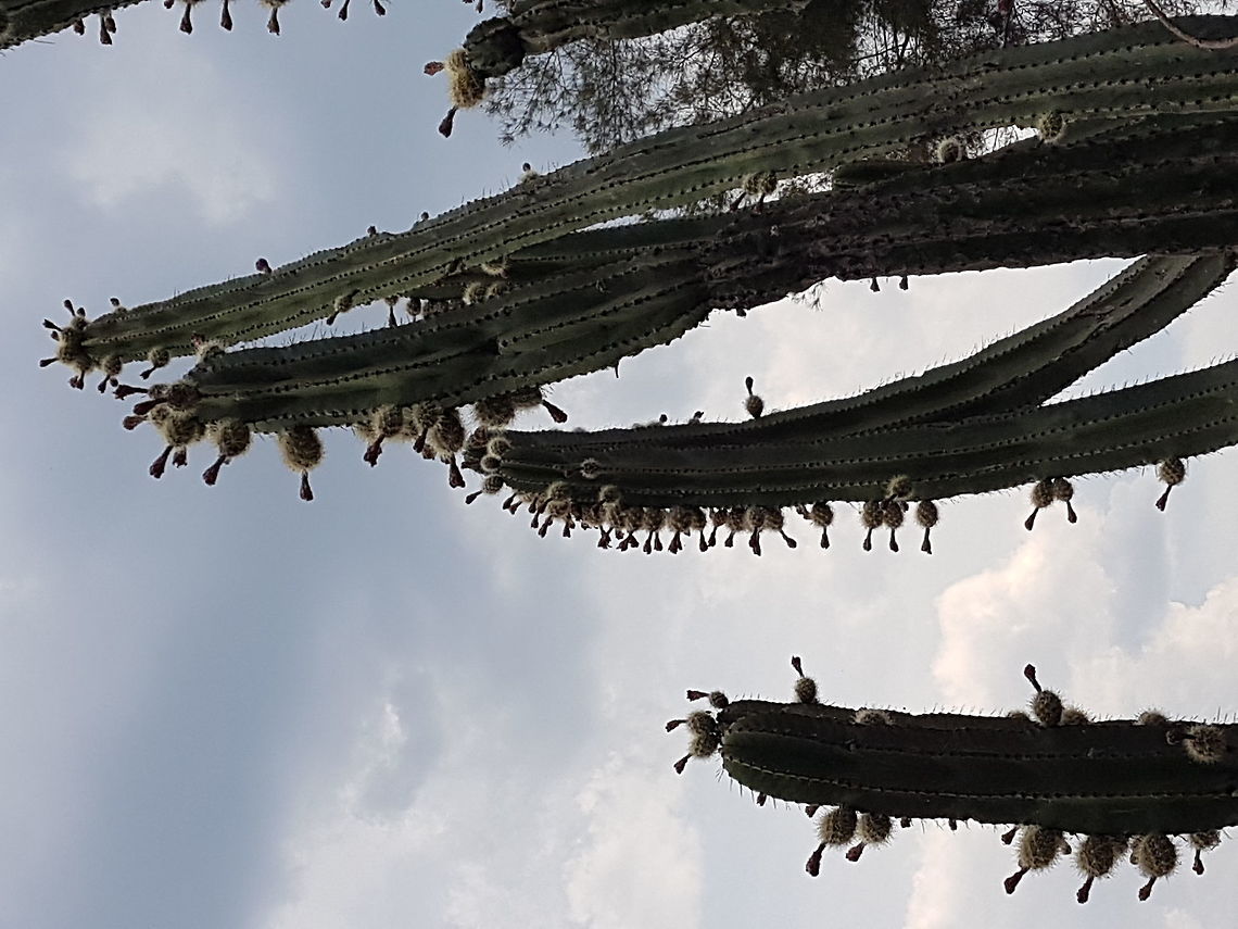 Pitayas This is a Pitaya tree Geotagged,Mexico,Spring,Stenocereus queretaroensis