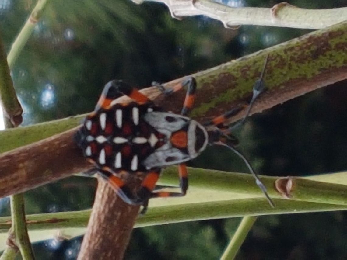 Clown Bug I was comming to San Jos&eacute; Cuaro and saw them on a tree, taking a walk for the pictures. Geotagged,Mexico,Spring,Thasus neocalifornicus,giant mesquite bug