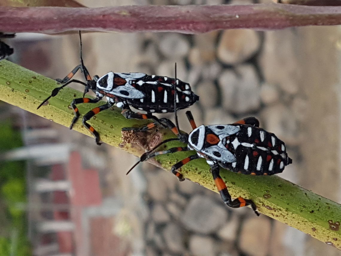 Tantarrias Some people says that theese bugs are edible, they look like a clown face on their back. Geotagged,Mexico,Spring,Thasus neocalifornicus,giant mesquite bug