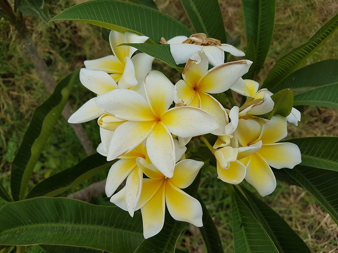 White Frangipani They smell so sweet and delicious, theese flowers are great. Common frangipani,Geotagged,Mexico,Plumeria rubra,Spring