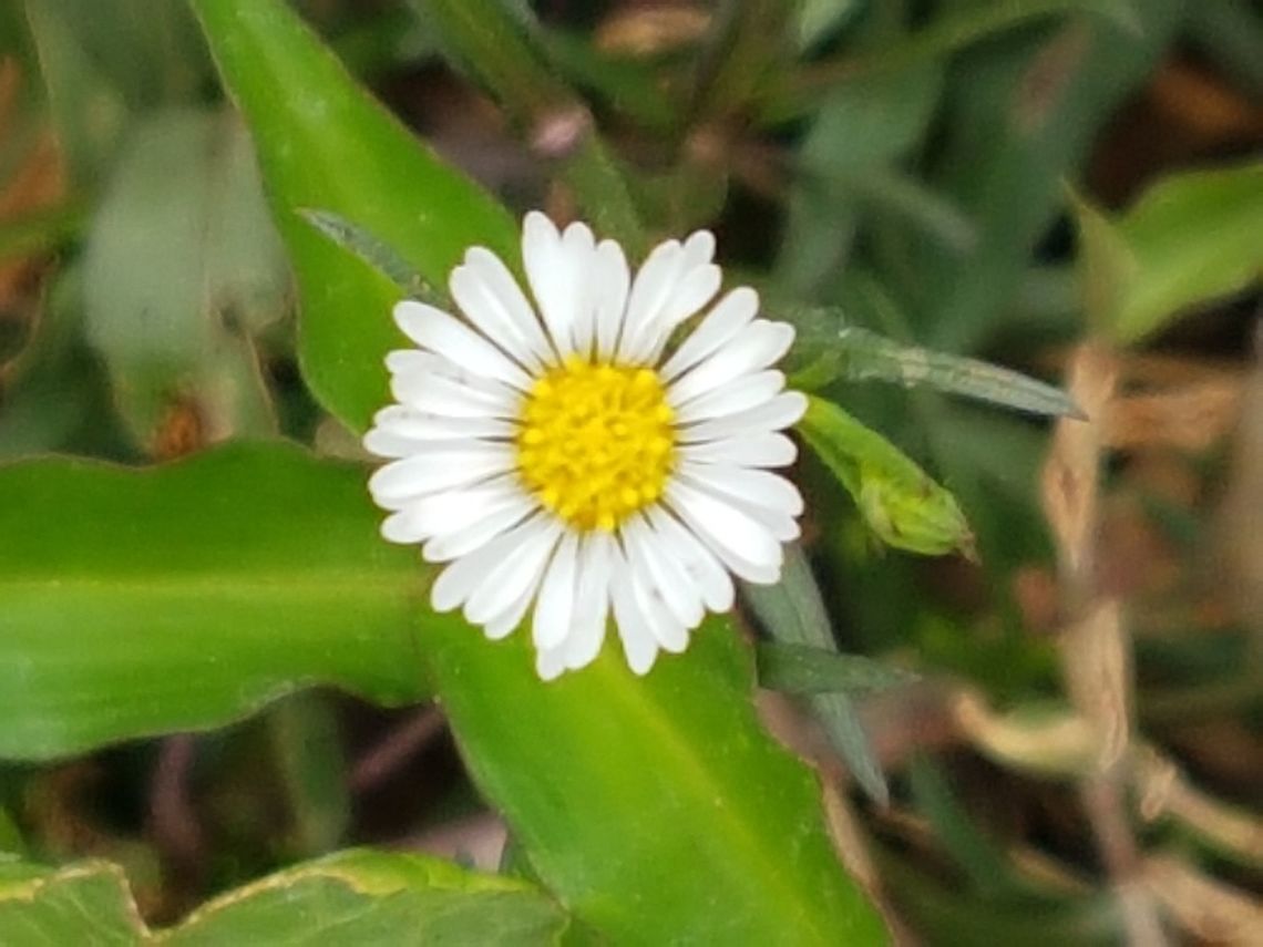 Tiny white flower Theese flowers are small, but they look beautiful. Geotagged,Mexico,Spring
