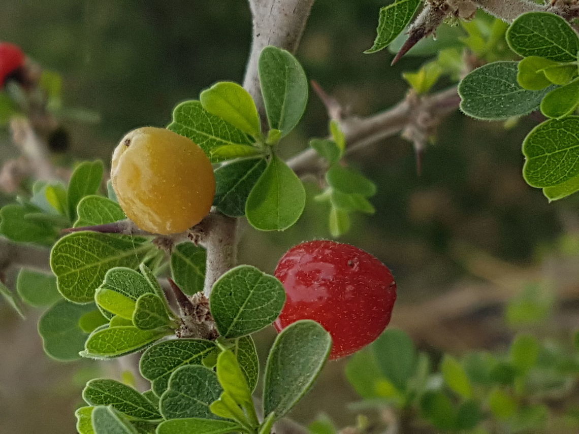 Little wild fruits A bush was on my way and theese fruits capt my attention, hope you enjoy them. Geotagged,Mexico,Spring