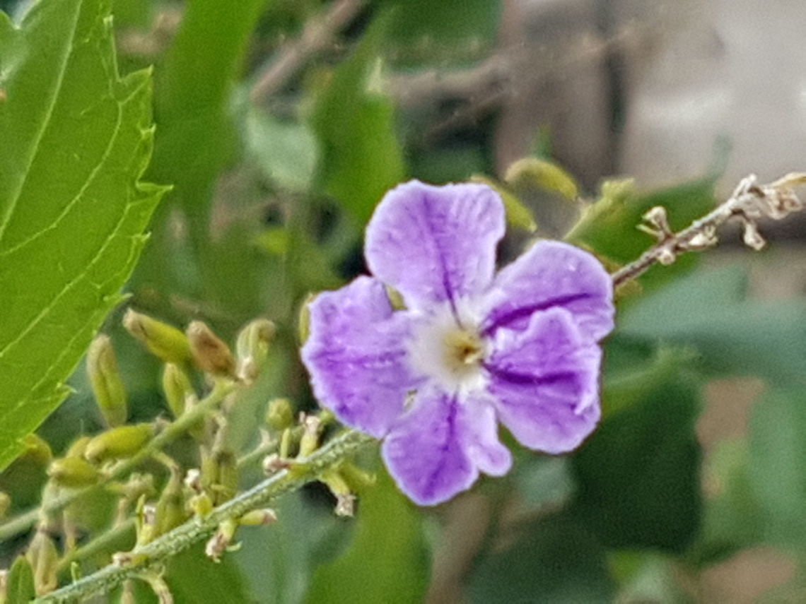 Small Purple Flower I saw this flower near to the mangoes tree Geotagged,Mexico,Spring