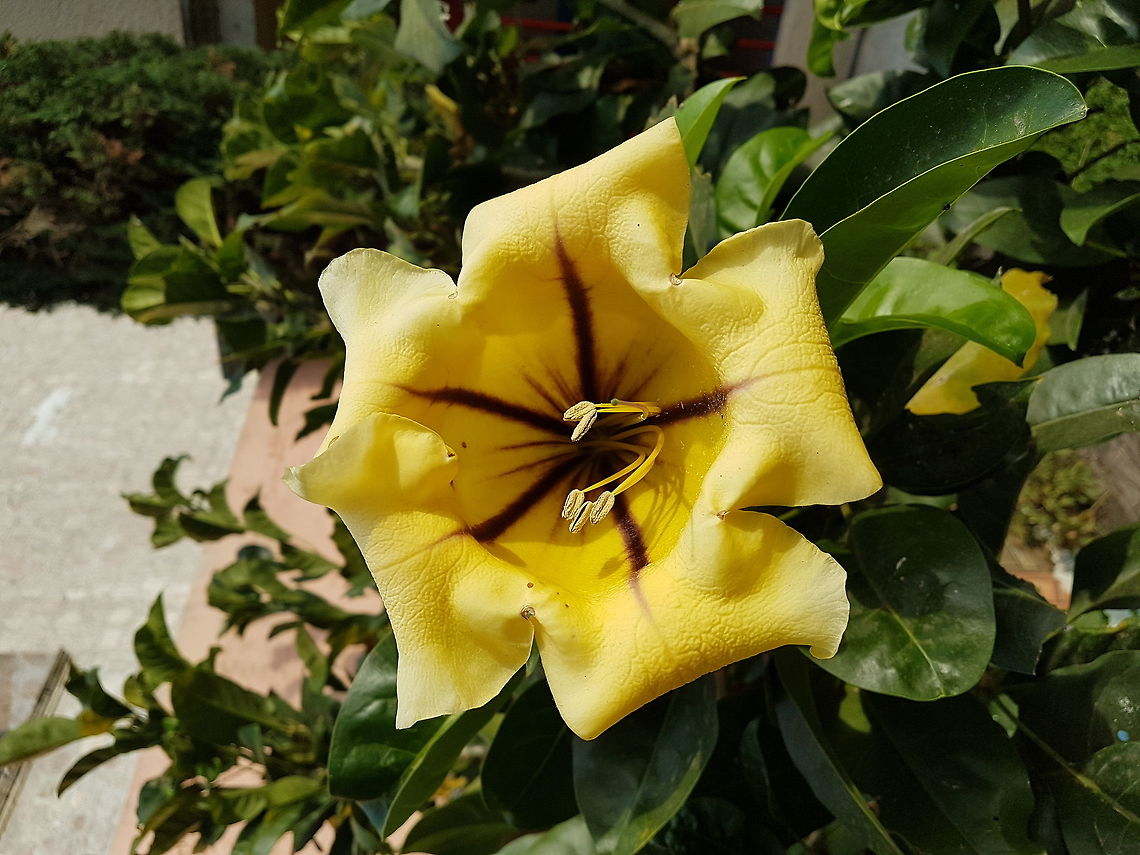 This one grows at my son's school This kind of plant was on my father's ranch in Tecoman, many years ago, seen it again today, was nice. Geotagged,Mexico,Solandra M&aacute;xima,Solandra maxima,Spring