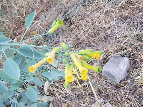 Nice trumpet flowers I didn't knew that theese plants has those kind of flowers, they look nice. Geotagged,Mexico,Nicotiana glauca,Spring