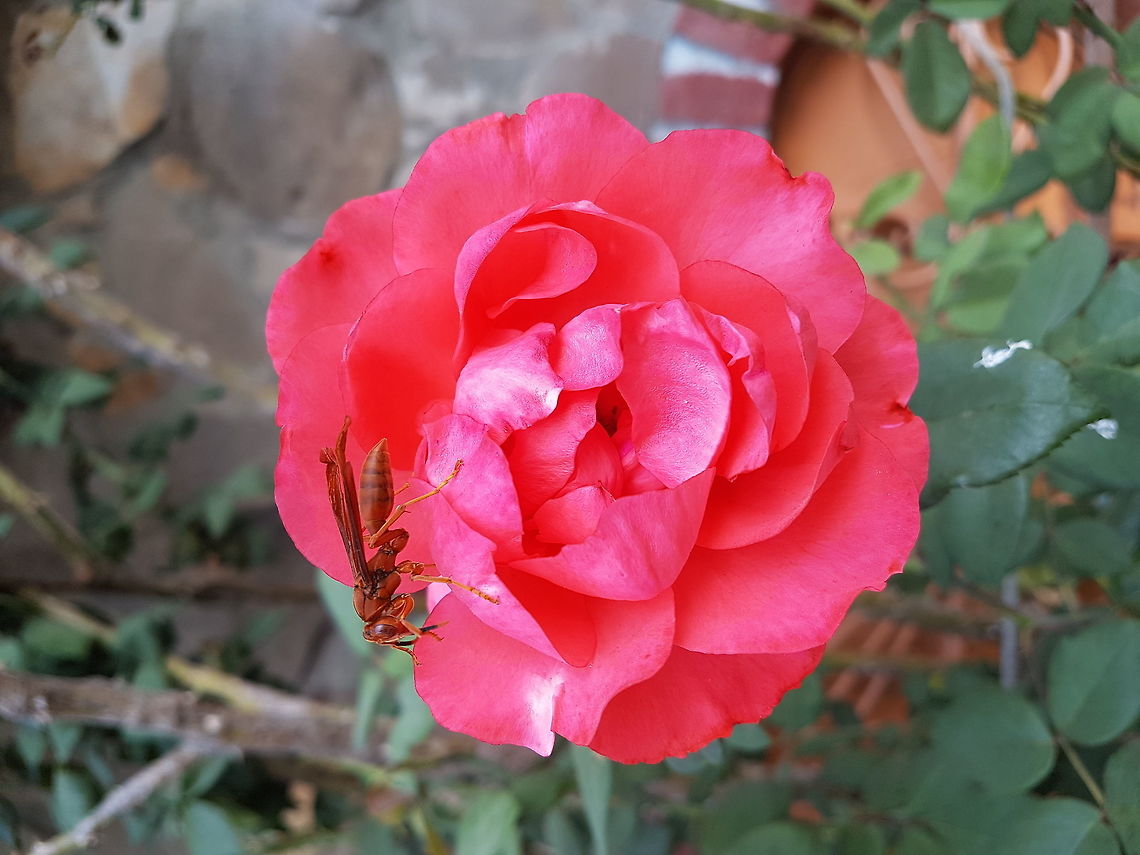 A Wasp on a Rose Maybe it was drinking some sweet liquid from the rose, here is a little bit hot Geotagged,Mexico,Spring