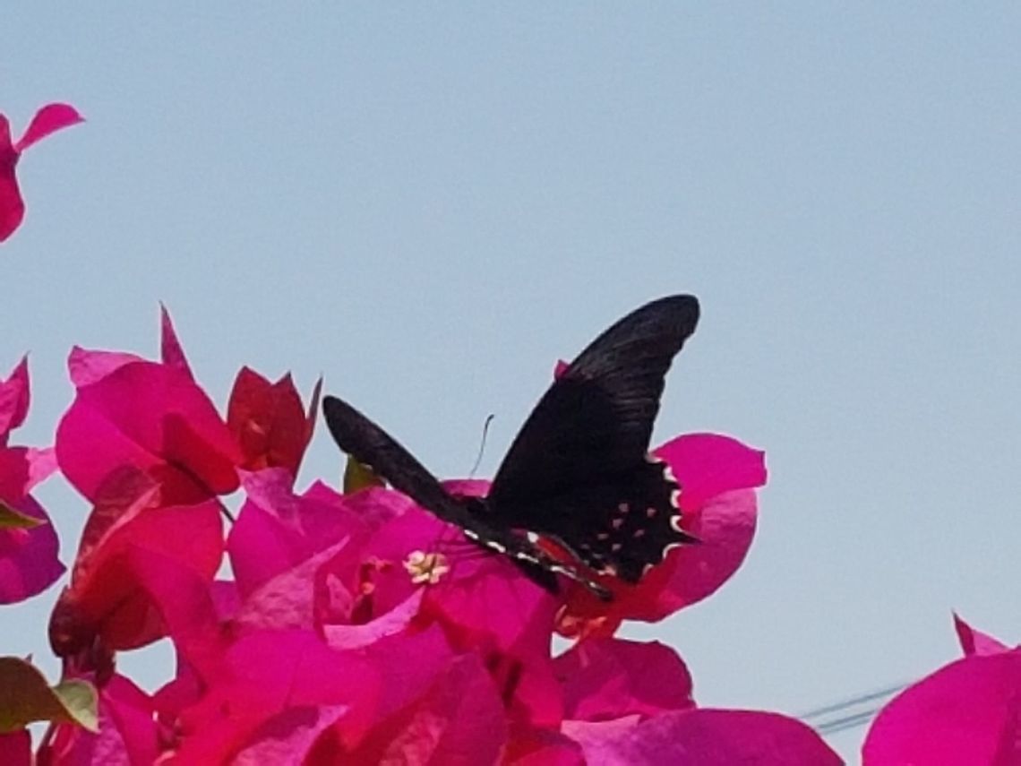 A Pretty Black Butterfly I was walking and saw it on a house garden near the street Geotagged,Mexico,Spring
