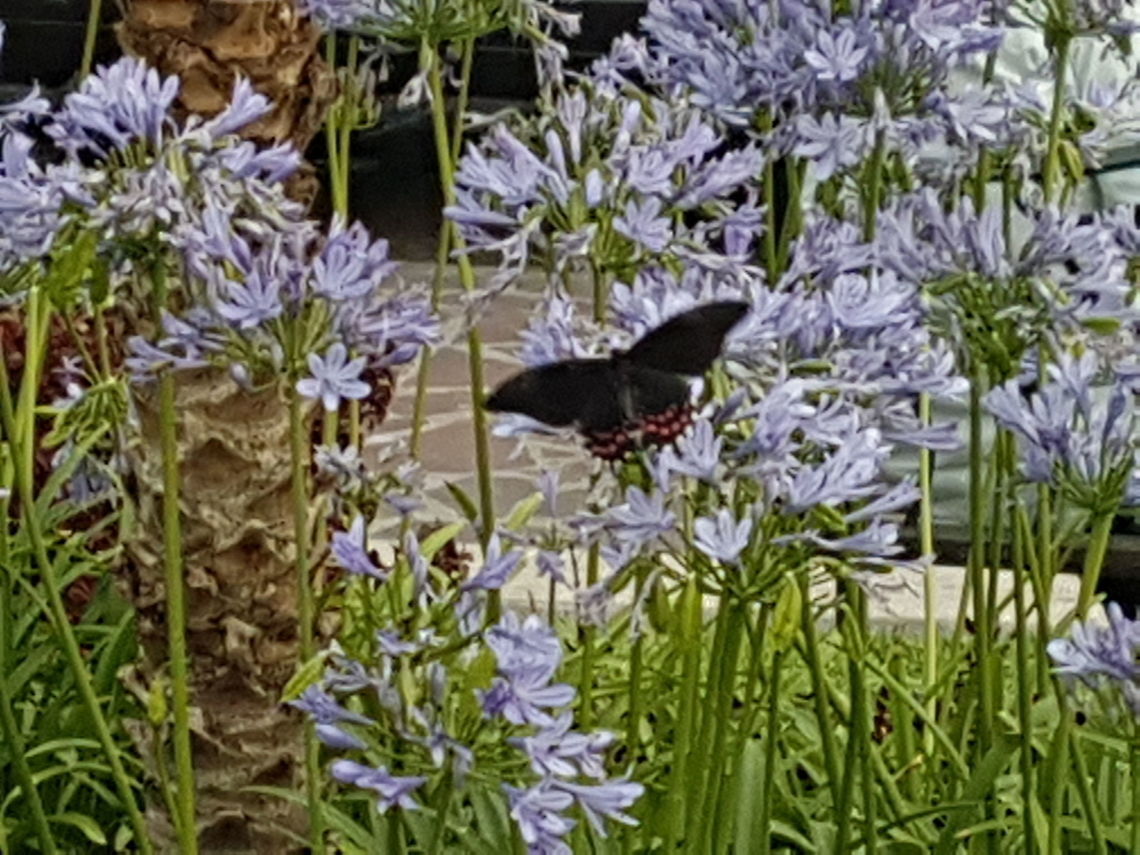 Another Blak Butterfly We were at the downtown main garden and there it was Geotagged,Mexico,Spring
