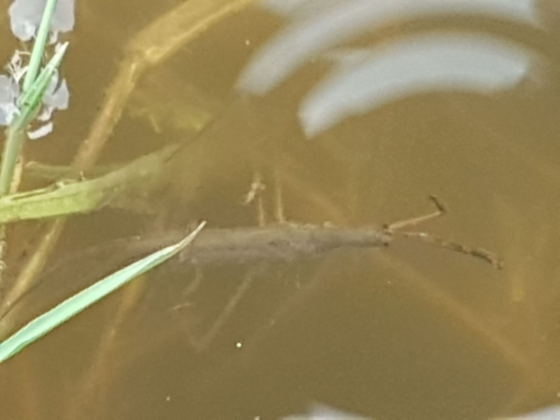 Under Water Stick Insect I have found many insect at this place, hope you enjoy them Geotagged,Mexico,Spring