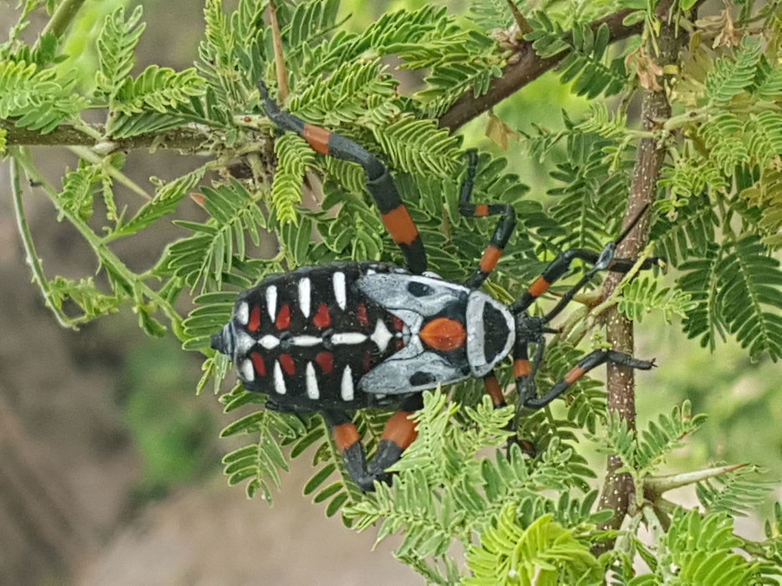 Clown Face Bug It was on a tree, onna side from the water place Geotagged,Giant mesquite bug,Mexico,Spring,Thasus neocalifornicus