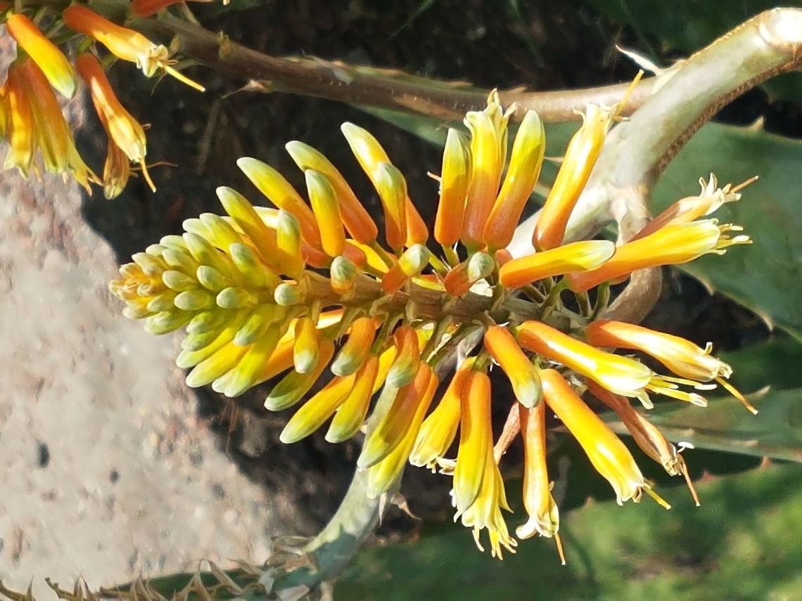 Aloe Vera Flowers These have medical properties Aloe vera,Geotagged,Mexico,Spring