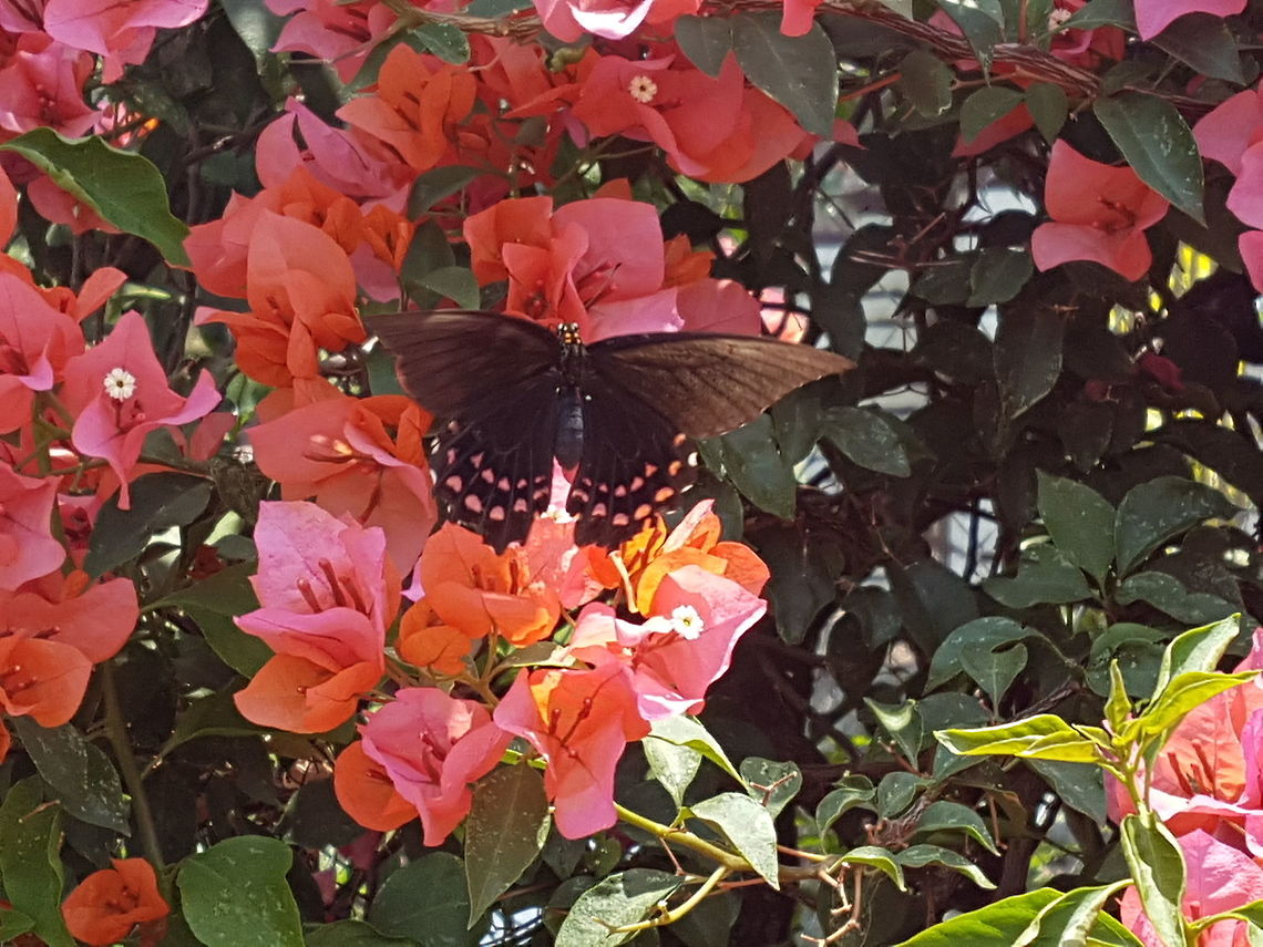 Another friendly black and pink spoted buterfly It was so friendly that could touch it Geotagged,Mexico,Spring