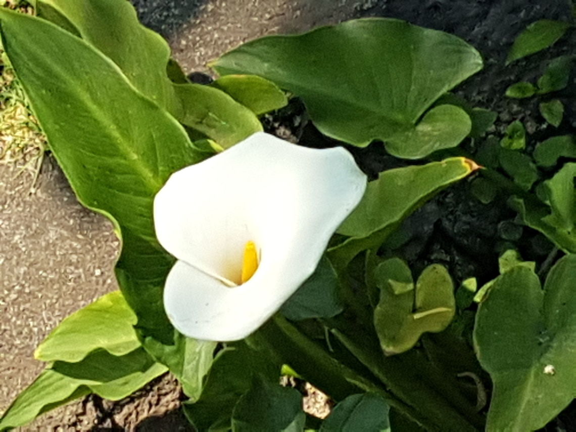 The white flower that my little sister liked She use to like these flowers Geotagged,Mexico,Spring