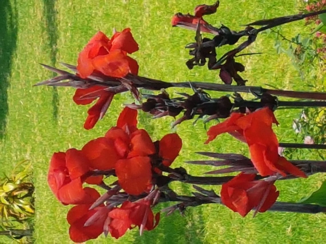 Now on red Yellow, orange and now red, beautiful flowers to share. Geotagged,Mexico,Spring