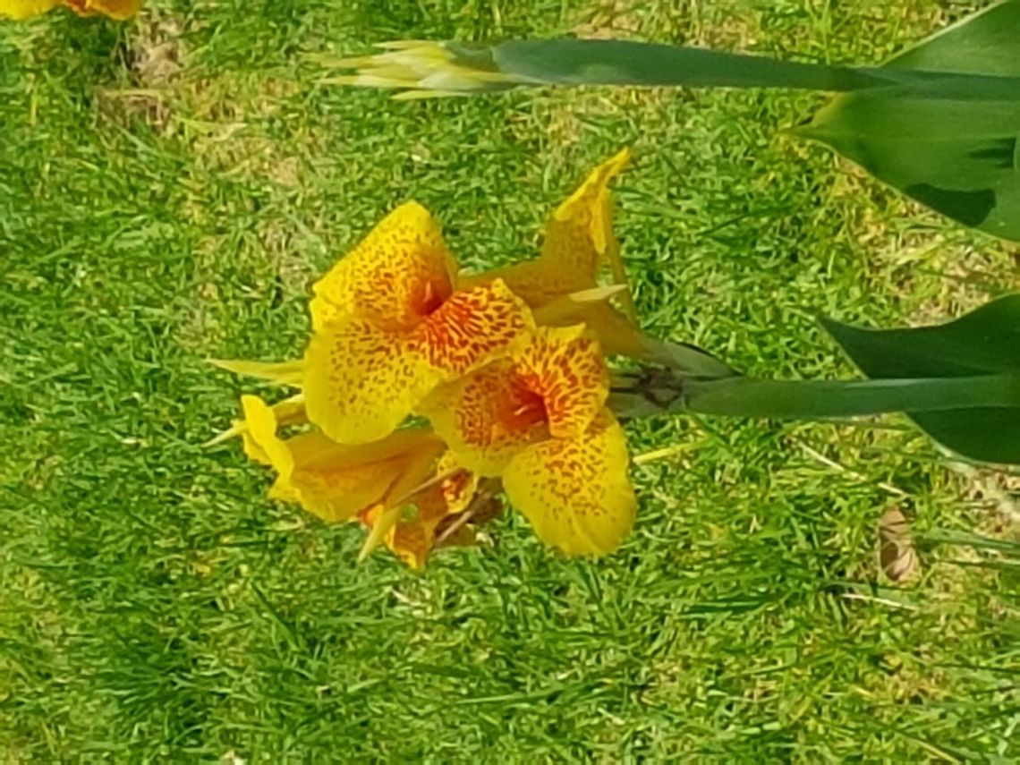 Yellow flowers with red spots I saw some different colors of this specie Geotagged,Mexico,Spring