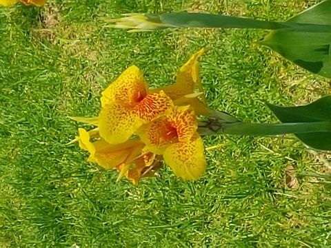Yellow flowers with red spots I saw some different colors of this specie Geotagged,Mexico,Spring