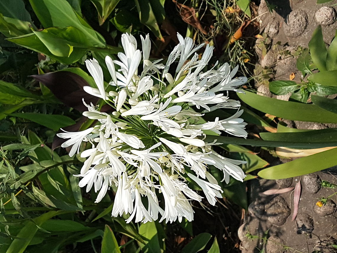 A ball of flowers Nice flowers that grow in humid places Agapanthus praecox,Blue Lily or African Lily,Geotagged,Mexico,Spring