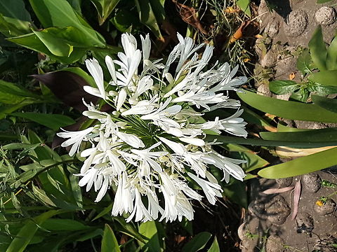 A ball of flowers Nice flowers that grow in humid places Agapanthus praecox,Blue Lily or African Lily,Geotagged,Mexico,Spring