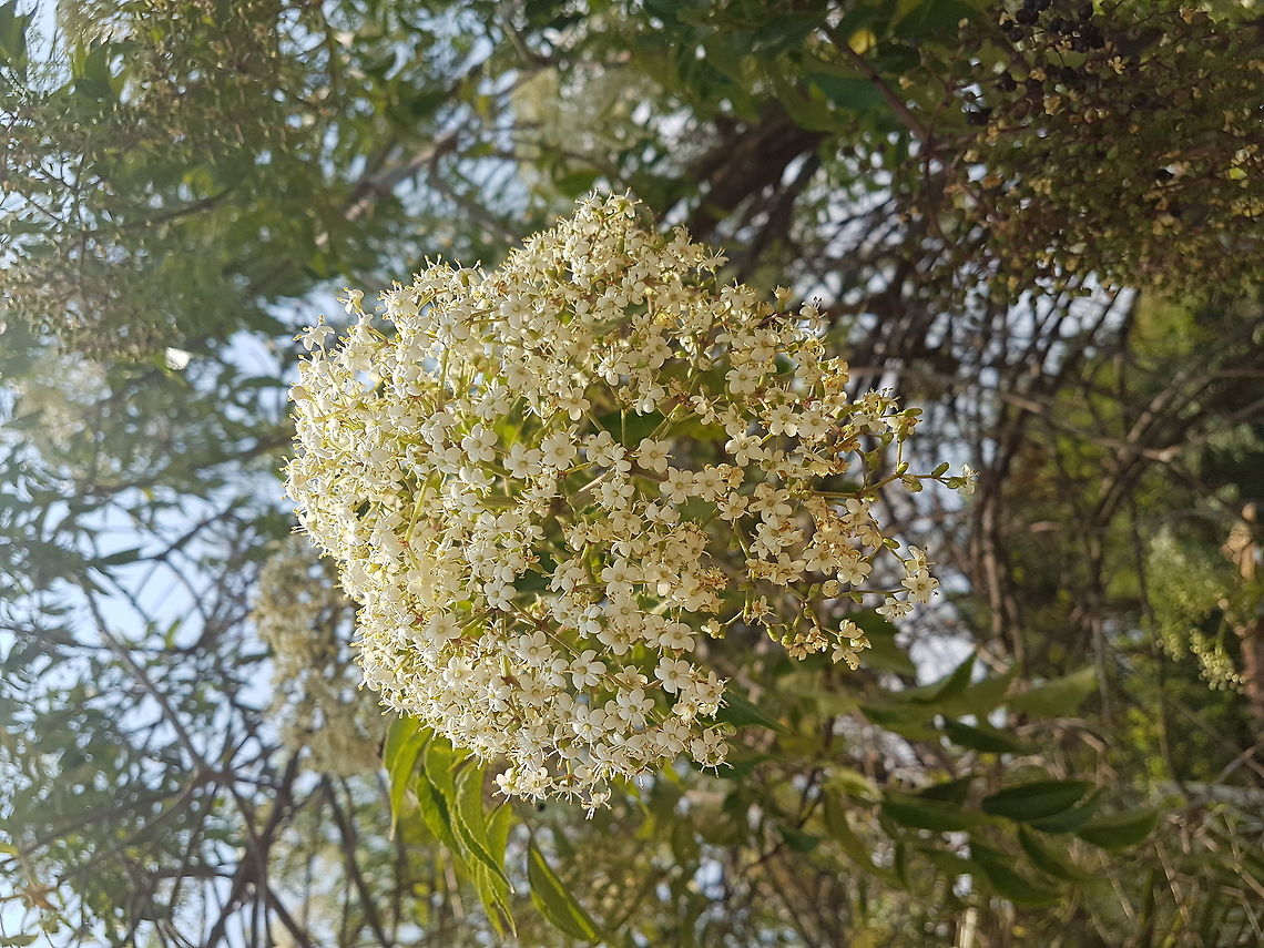 A tree with bunches of flowers They look very nice, a lot of little flowers Geotagged,Mexico,Spring